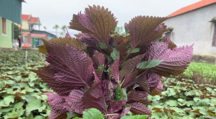 The Magic Leaf: A Natural Remedy for Liver Cooling and Diabetes Prevention.