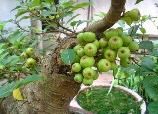 The Tree of Abundance: Why the Mulberry Tree is Often Misunderstood.