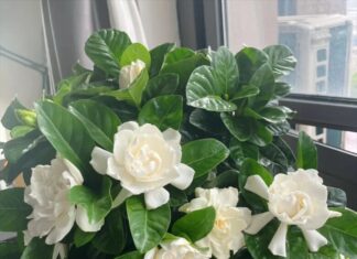 Why Are Marigolds on the “Blacklist”? These Are the 3 Reasons.