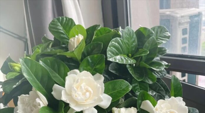 Why Are Marigolds on the “Blacklist”? These Are the 3 Reasons.