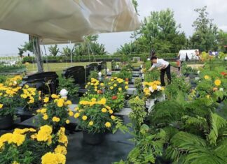 Why the Elderly Advise: Avoid Visiting Graves at 80 and Overnight Stays at 70.