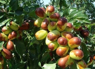 The Ancient Oriental Pear Tree: A Legacy of Prosperity.