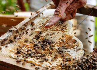 The Ancient’s Warning: “Beware the Sting of July’s Bees, August’s Snakes, and Leave the Eels Alone in September” – Unraveling an Ancient Mystery.