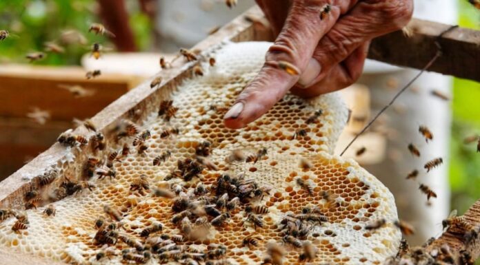 The Ancient’s Warning: “Beware the Sting of July’s Bees, August’s Snakes, and Leave the Eels Alone in September” – Unraveling an Ancient Mystery.