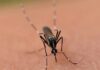 The Elusive Mosquito: An Enigmatic Buzz in the Dark