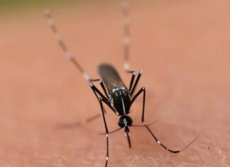 The Elusive Mosquito: An Enigmatic Buzz in the Dark