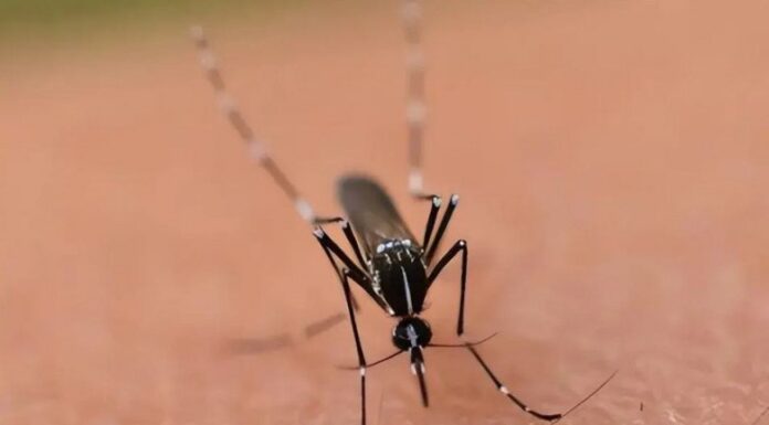 The Elusive Mosquito: An Enigmatic Buzz in the Dark