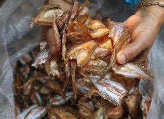 The Unsung Hero of the Sea: From Swine Feed to Delicacy, This Fish is Now a Sought-After Treat, Commanding a Price of 300,000 VND per Kilogram.