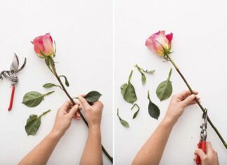 The Ultimate Guide to Reviving Wilted Flowers: 3 Simple Steps to Bring Them Back to Life