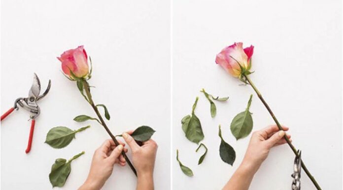 The Ultimate Guide to Reviving Wilted Flowers: 3 Simple Steps to Bring Them Back to Life