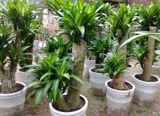 Does Planting Ironwood Melaleuca in Front of the House Good for Family Feng Shui?