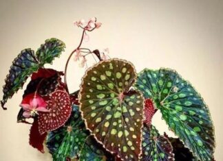 The Ultimate Guide to Three Stunning Houseplants That Are Easy to Care For