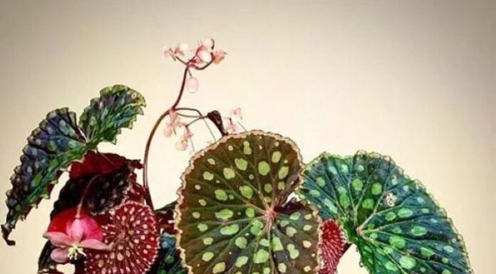 The Ultimate Guide to Three Stunning Houseplants That Are Easy to Care For