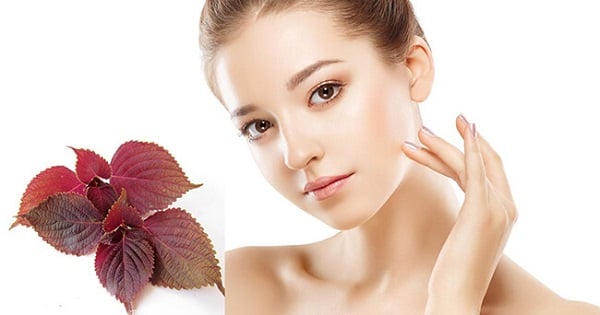 5 Beauty Tips Using Perilla Leaves for Safe and Natural Skin Whitening