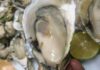 The Ultimate Guide to Delicious Oyster Varieties