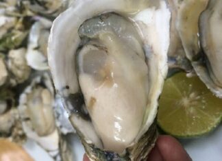 The Ultimate Guide to Delicious Oyster Varieties