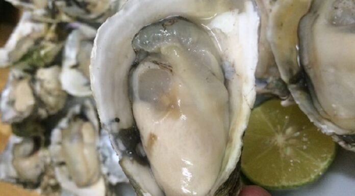 The Ultimate Guide to Delicious Oyster Varieties