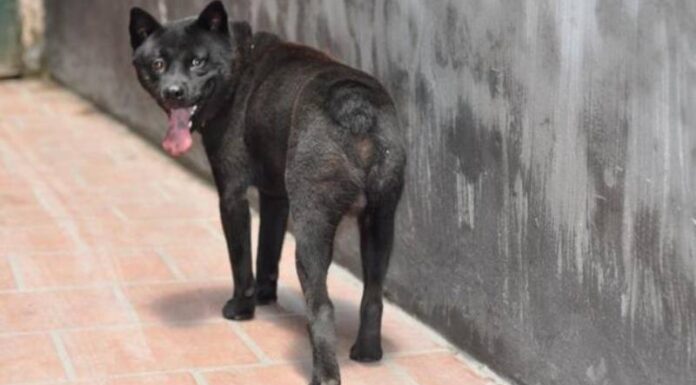 Unveiling the Charm of Vietnam’s National Dog Breed: The Phu Quoc Ridgeback