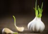Is Sprouted Garlic Poisonous?