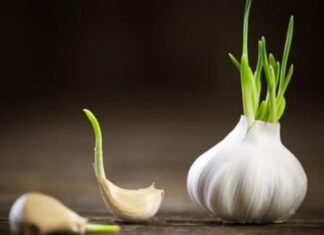 Is Sprouted Garlic Poisonous?
