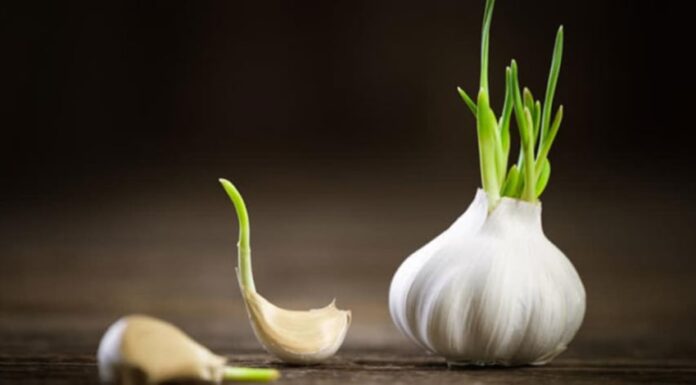 Is Sprouted Garlic Poisonous?