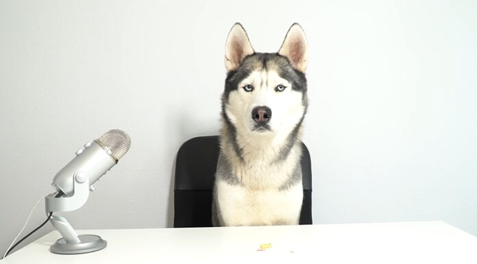 5 Soothing Pet-Themed ASMR Videos to Calm Your Mind