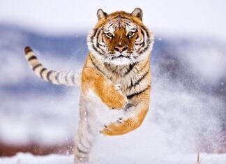 The Ultimate Guide to Feng Shui Plants for Tiger Zodiac Sign to Attract Wealth and Prosperity