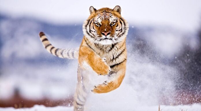 The Ultimate Guide to Feng Shui Plants for Tiger Zodiac Sign to Attract Wealth and Prosperity