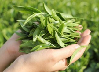 “Unlock the Secret to Flawless, Radiant Skin with Fresh Green Tea”.