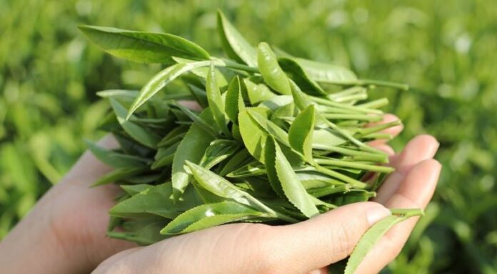 “Unlock the Secret to Flawless, Radiant Skin with Fresh Green Tea”.