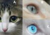 Who Loves You the Most? Uncover the Secrets in the Eyes of These Felines.