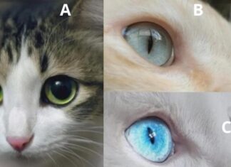 Who Loves You the Most? Uncover the Secrets in the Eyes of These Felines.