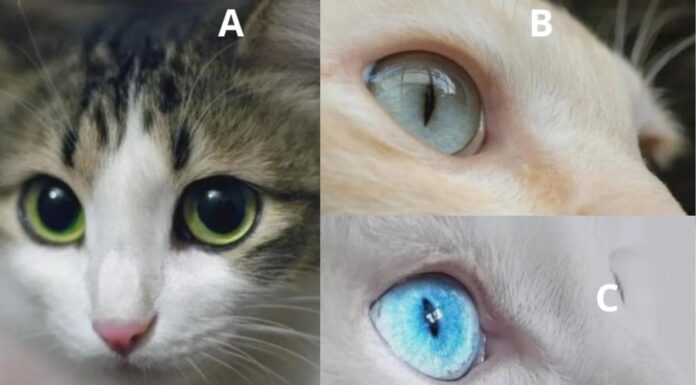 Who Loves You the Most? Uncover the Secrets in the Eyes of These Felines.