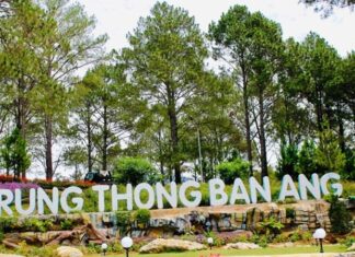 The Ultimate Guide to Ban Ang Pine Forest: A Travel Experience