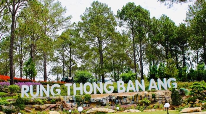 The Ultimate Guide to Ban Ang Pine Forest: A Travel Experience