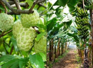 Why Do the Elders Say “Plant Melons for the Young, Plant Bananas for the Old”?