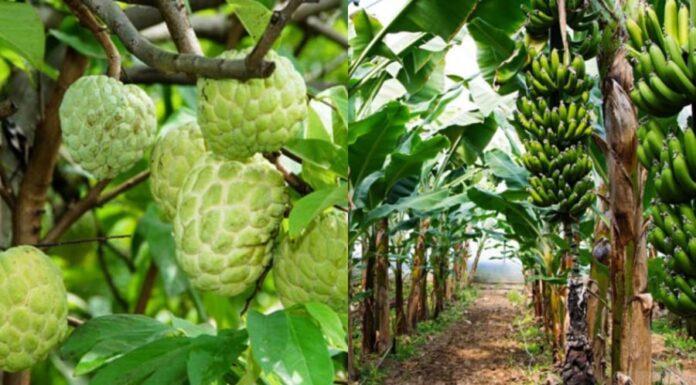 Why Do the Elders Say “Plant Melons for the Young, Plant Bananas for the Old”?