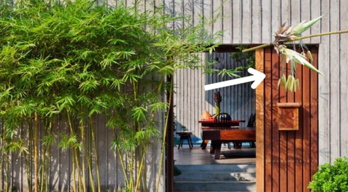 The Ominous Warning of Nature’s Signs
An ancient adage goes, “When bamboo blooms, expect calamity; when rice harvest fails, blame the drought.” But what does this cryptic saying mean? Do you happen to have any bamboo plants growing in your household?