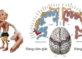 Unleashing the Power Within: Tapping into the Hidden Intelligence of Children for Explosive Brain Development