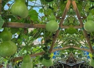 “Sow Good Fortune in Your Home Garden”