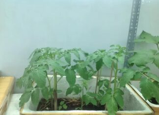 “The Ultimate Guide to Tomato Success: Two Simple Secrets to Abundant Harvests in Containers”