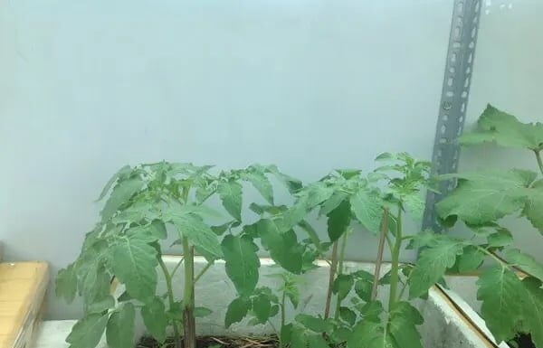 “The Ultimate Guide to Tomato Success: Two Simple Secrets to Abundant Harvests in Containers”