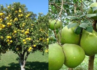 The Magic of a Pomelo Tree: Unveiling the Ancient Art of Feng Shui