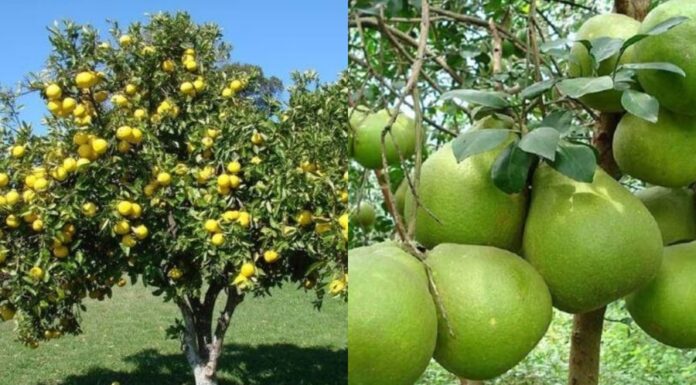 The Magic of a Pomelo Tree: Unveiling the Ancient Art of Feng Shui