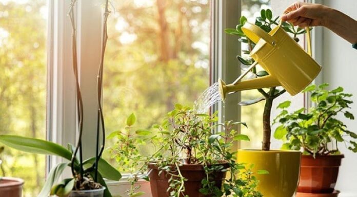 The Magic Egg: Unlocking Nature’s Secrets for Explosive Plant Growth