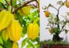 “The Ultimate Guide to Growing Carambola Trees: Secrets to Abundant Blossoms and Sweet, Long-Lasting Fruit”