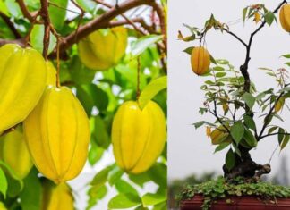 “The Ultimate Guide to Growing Carambola Trees: Secrets to Abundant Blossoms and Sweet, Long-Lasting Fruit”