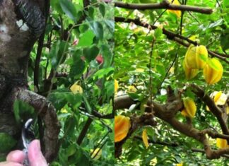 “The Secret to a Bountiful Star Apple Tree: Attracting Abundance with This Simple Trick”