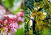 The Secret to a Bountiful Star Fruit Tree: Tips to Abundant Blossoming and Delicious, Juicy Fruits