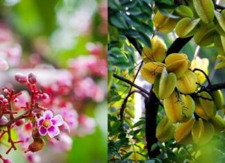 The Secret to a Bountiful Star Fruit Tree: Tips to Abundant Blossoming and Delicious, Juicy Fruits